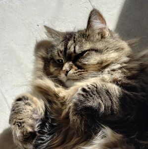 Meet your Posher, Brenton